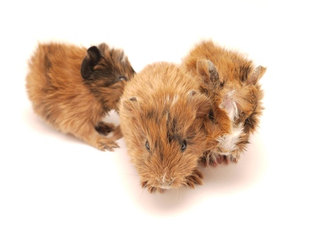 Baby guinea pig on a white backgroundの写真素材