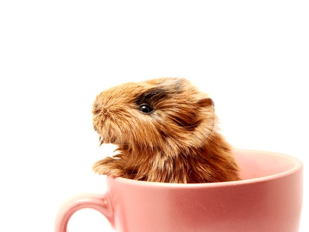 Baby guinea pig in the tea cup の写真素材