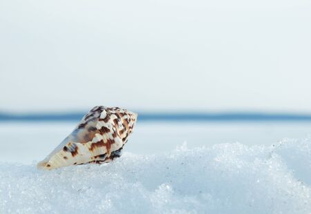 Cockleshell on snowの写真素材