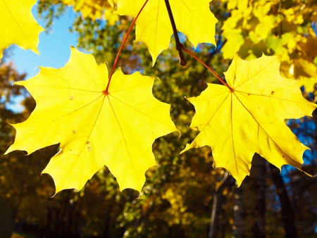Maple in the autumn in parkの写真素材