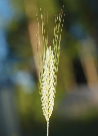 spicaの写真素材