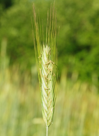 spicaの写真素材