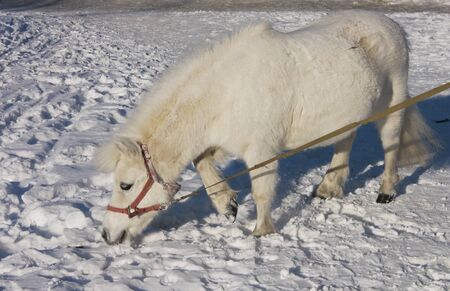 White pony in the snowの写真素材