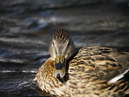Duck on the river in winter の写真素材
