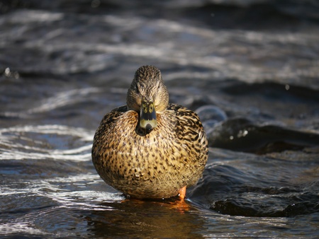 Duck on the river in winter の写真素材
