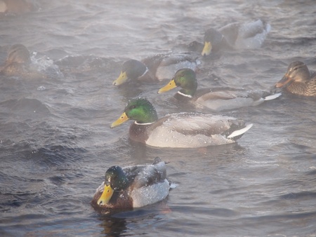 Wild ducks on the river in the bitter coldの写真素材