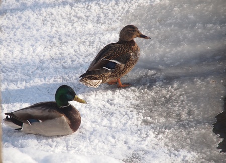 Ducks on the river in winterの写真素材