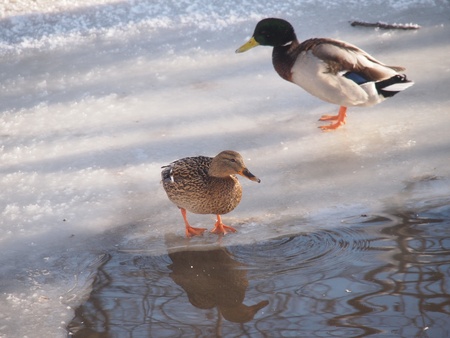 Ducks on the river in winterの写真素材
