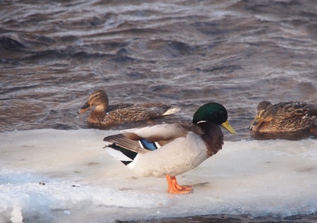 Ducks on the river in winterの写真素材