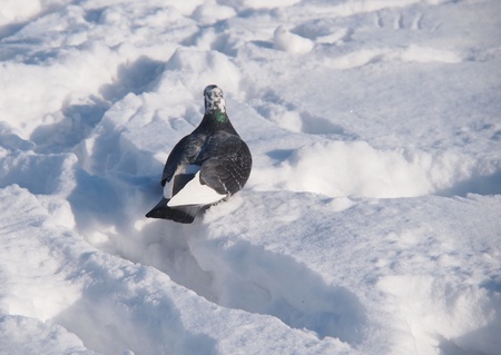 Lonely black pigeon on snow in winter の写真素材