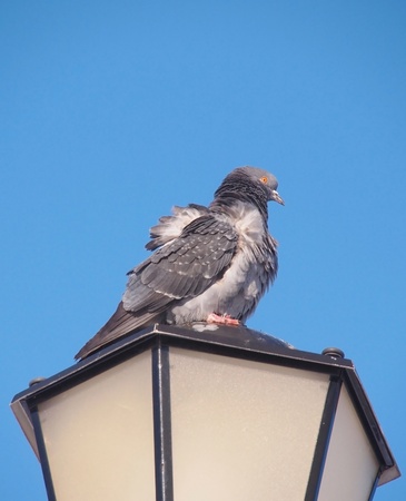 rock pigeon sitting on street lamp の写真素材