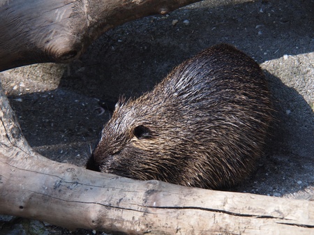 nutria の写真素材