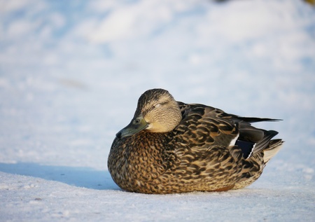 Duck on the river in winter の写真素材
