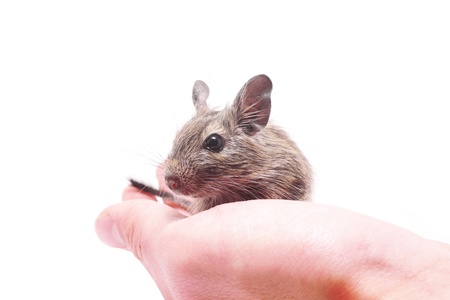 degus at hand
