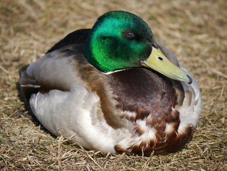 duck in the grass in spring の写真素材