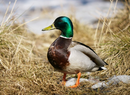 Duck on the river in winter の写真素材