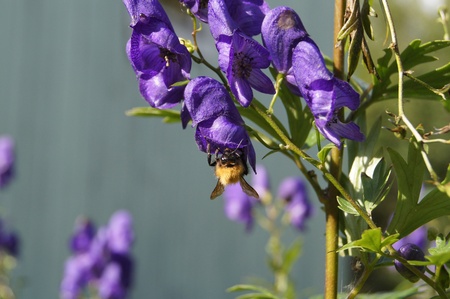 bee on a flower