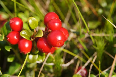 Cowberry