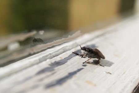 insect on the windowの写真素材