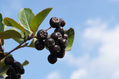 Black chokeberry