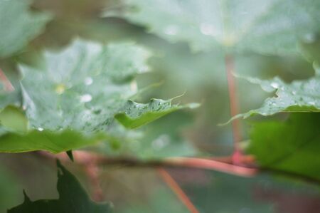 wet maple leaf