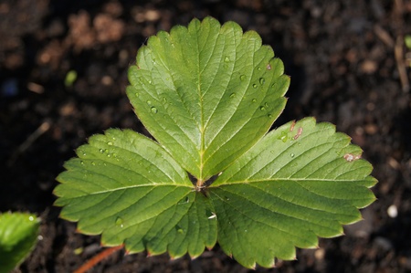 strawberryの写真素材