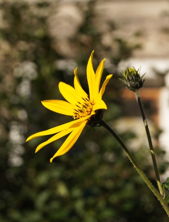 topinambur flowersの写真素材