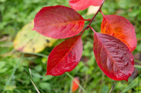 red chokeberry leaves
