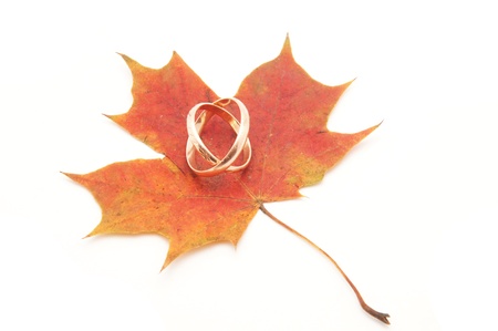 Wedding rings and maple leaves on a white backgroundの写真素材