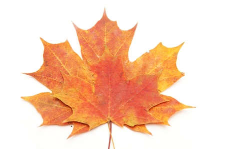 Multi-colored leaves on a white background