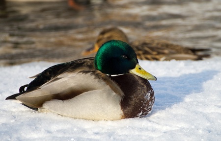 duck on the lakeの写真素材