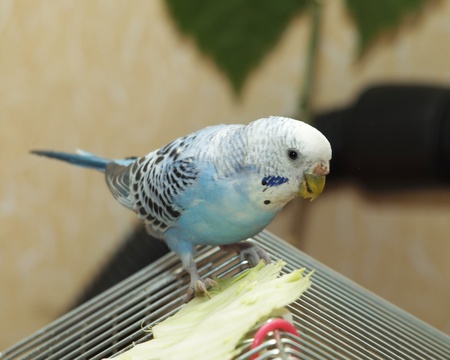 Parrot