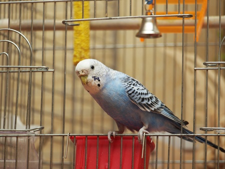 Parrotの写真素材