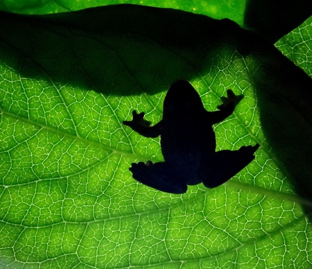 frogの写真素材