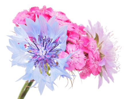 flower bouquet on a white backgroundの写真素材