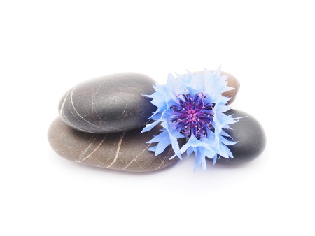 knapweed flower and pebbles on white backgroundの写真素材