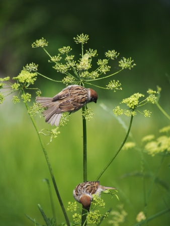 sparrowの写真素材