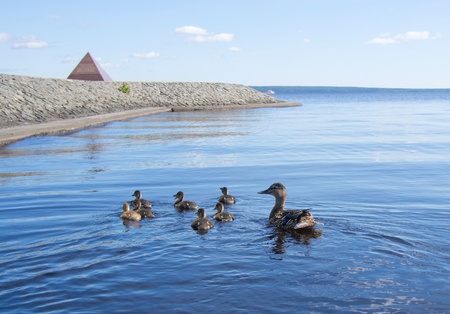 mallard duck and baby duckの写真素材