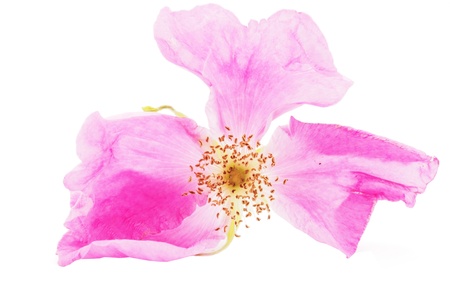 wild rose flower on a white backgroundの写真素材