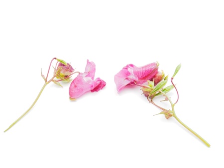 Himalayan Balsam blossom