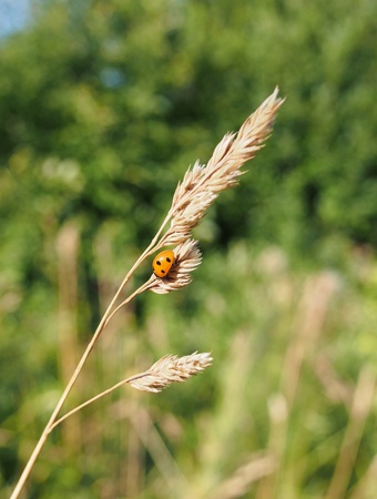 ladybug on a plantの写真素材