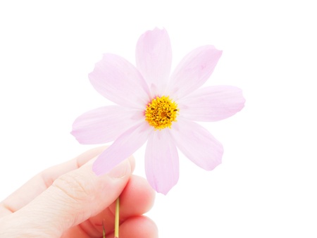 kosmeya flower on a white background