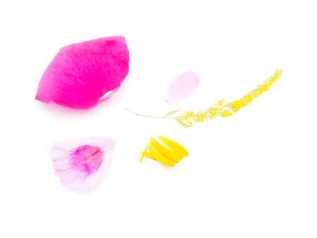 flower petals on a white backgroundの写真素材