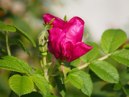 Dog rose (Rosa canina) flower の写真素材