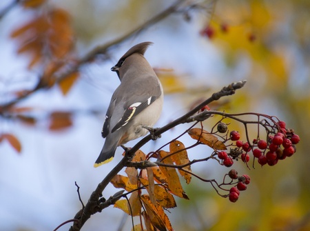waxwingの写真素材