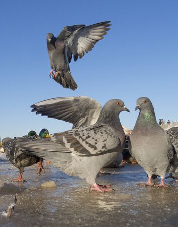 pigeons in winter on the lakeの写真素材