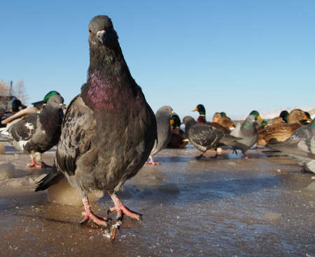 pigeons in winter on the lakeの写真素材