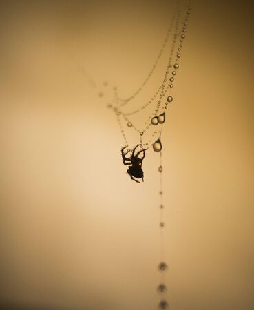 spider web in the dropletsの写真素材