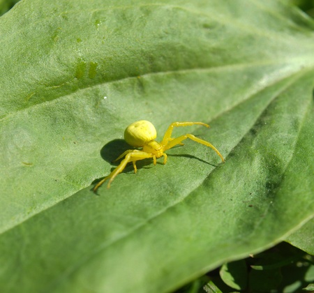 Yellow spider on a plantの写真素材