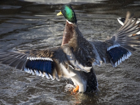 duck flaps its wingsの写真素材